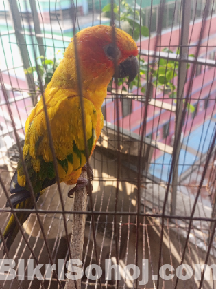 Sun conure female